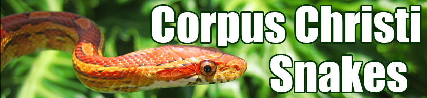Corpus Christi snake